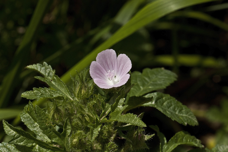 Althaea hirsuta